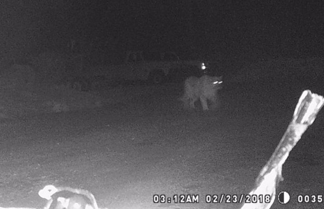 cougar in brookfield wi cougar in brookfield wi